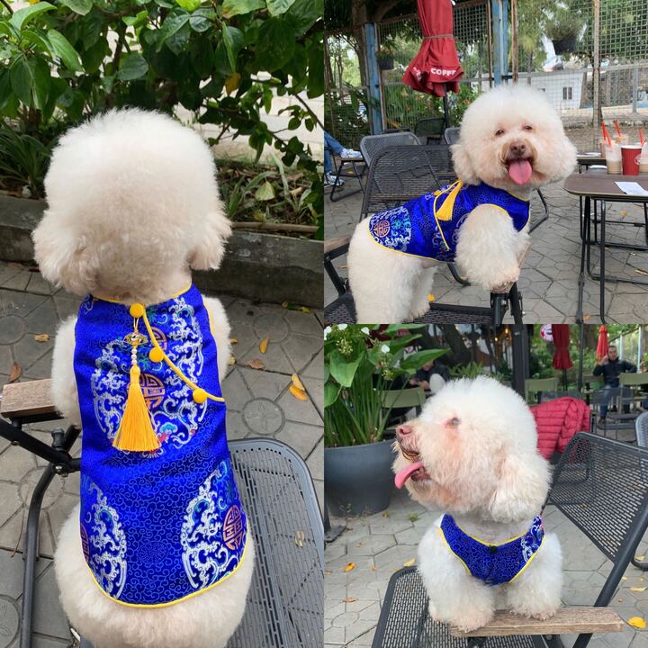 Pet Electric Blue Gam Short Sleeves Yellow Tassel Ao Dai