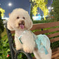 Pet Cyan and Gold Bows Yem-Inspired Halter Ao Dai 47C