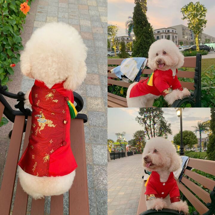 Pet Red Gam Yellow/Green Tassel Ao Dai